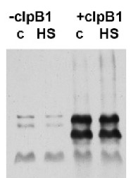 slr1641 | ATP-dependent chaperone clpB in the group Antibodies Plant/Algal / Environmental Stress / Heat shock at Agrisera AB (Antibodies for research) (AS08 344)